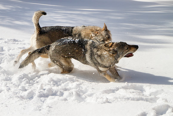 Czechoslovakian Vlciak dogs behavior in the snow