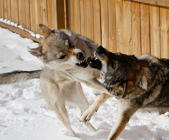Czechoslovakian Vlciak dogs behavior in the snow