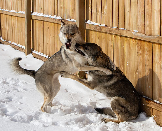 Czechoslovakian Vlciak dogs behavior in the snow