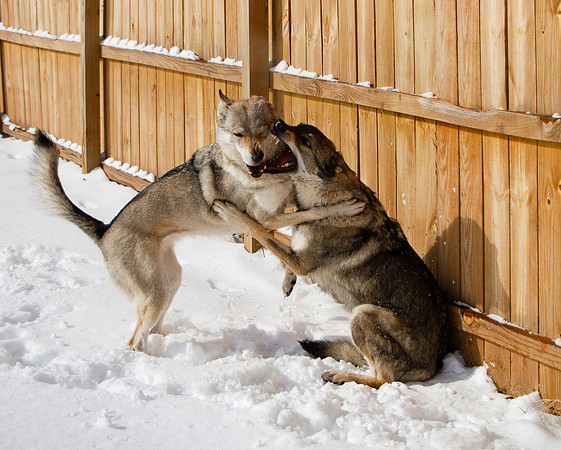 Czechoslovakian Vlciak dogs behavior in the snow