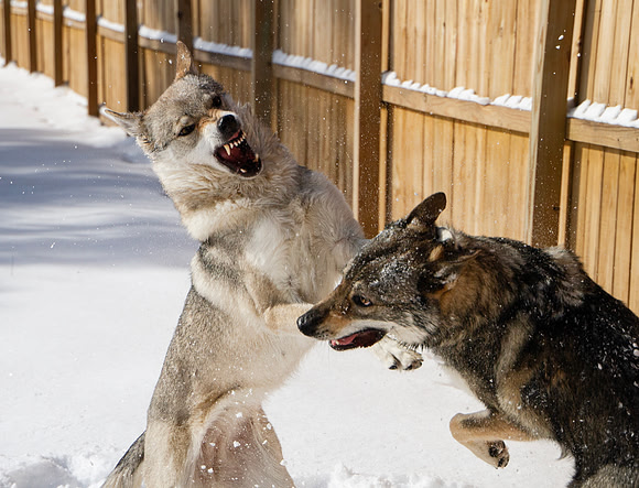 Czechoslovakian Vlciak dogs behavior in the snow