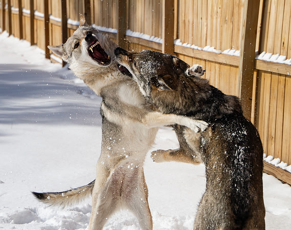 Czechoslovakian Vlciak dogs behavior in the snow