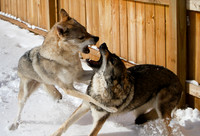 Czechoslovakian Vlciak dogs behavior in the snow