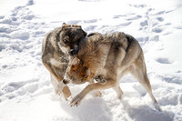 Czechoslovakian Vlciak dogs behavior in the snow