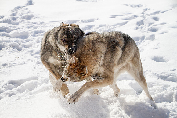Czechoslovakian Vlciak dogs behavior in the snow