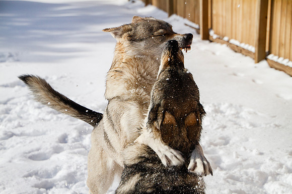 Czechoslovakian Vlciak dogs behavior in the snow