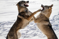 Czechoslovakian Vlciak dogs behavior in the snow