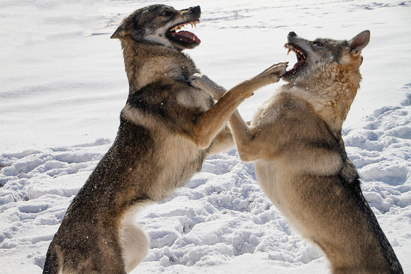 Czechoslovakian Vlciak dogs behavior in the snow