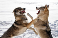Czechoslovakian Vlciak dogs behavior in the snow