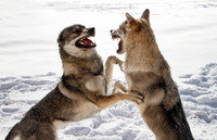 Czechoslovakian Vlciak dogs behavior in the snow