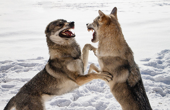 Czechoslovakian Vlciak dogs behavior in the snow