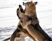 Czechoslovakian Vlciak dogs behavior in the snow