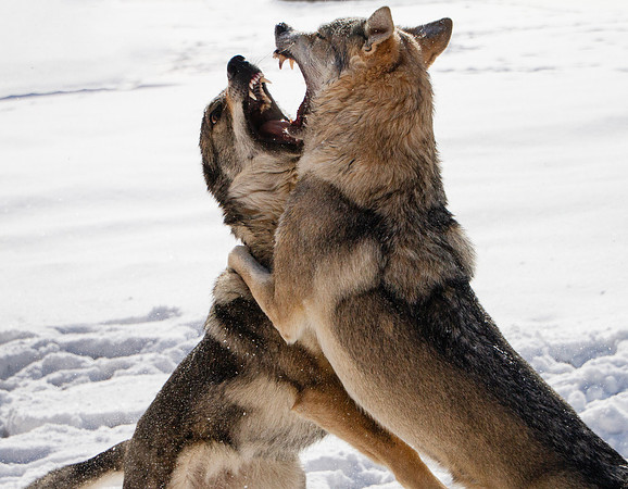 Czechoslovakian Vlciak dogs behavior in the snow