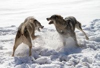 Czechoslovakian Vlciak dogs behavior in the snow