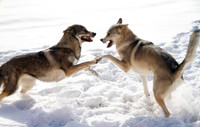 Czechoslovakian Vlciak dogs behavior in the snow