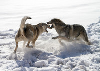 Czechoslovakian Vlciak dogs behavior in the snow