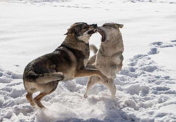 Czechoslovakian Vlciak dogs behavior in the snow