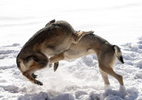 Czechoslovakian Vlciak dogs behavior in the snow