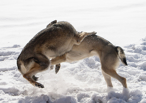 Czechoslovakian Vlciak dogs behavior in the snow