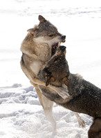 Czechoslovakian Vlciak dogs behavior in the snow