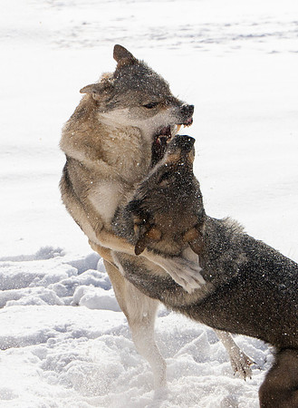 Czechoslovakian Vlciak dogs behavior in the snow
