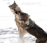 Czechoslovakian Vlciak dogs behavior in the snow