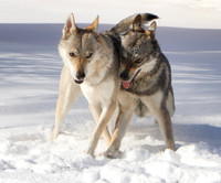 Czechoslovakian Vlciak dogs behavior in the snow