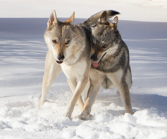 Czechoslovakian Vlciak dogs behavior in the snow