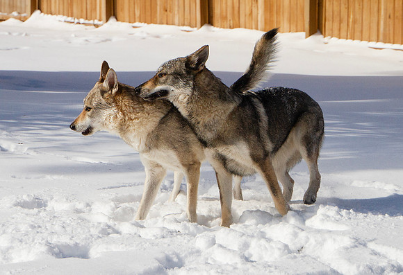 Czechoslovakian Vlciak dogs behavior in the snow
