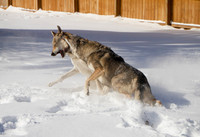 Czechoslovakian Vlciak dogs behavior in the snow