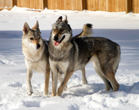 Czechoslovakian Vlciak dogs behavior in the snow