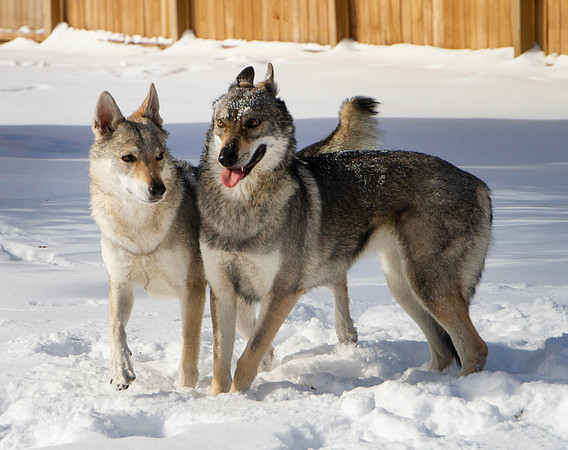 Czechoslovakian Vlciak dogs behavior in the snow
