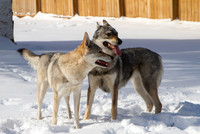 Czechoslovakian Vlciak dogs