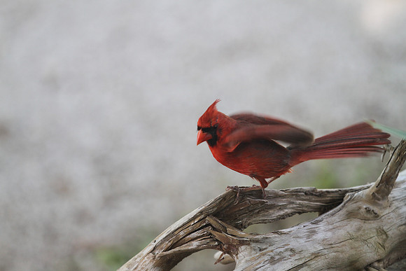 Cardinal photograph closeup