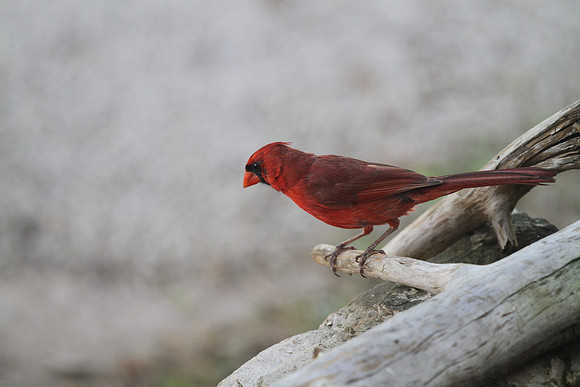 Cardinal photograph closeup