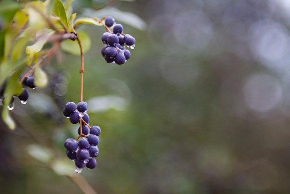 Background of nature with purple berries and bokeh