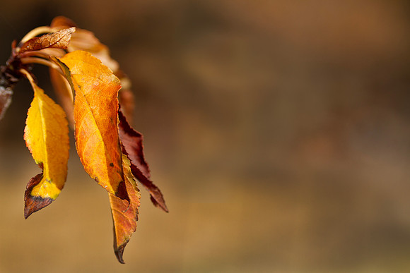Golden autumn leaves background with copy space