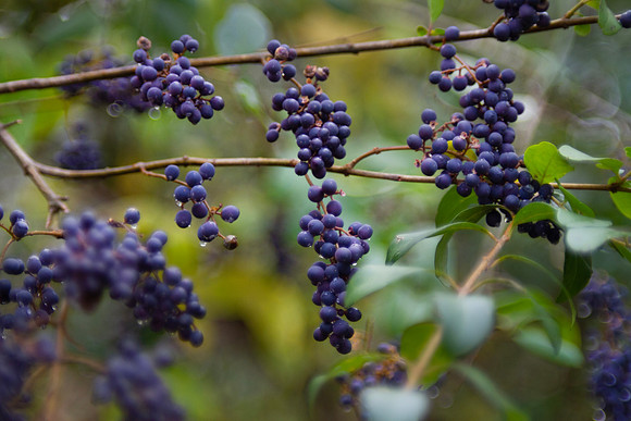 Purple berries green leaves and bokeh