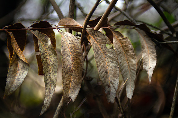 Autumn leaves on the branch with bokeh background