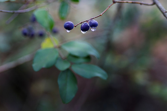 Background of nature with purple berries and bokeh