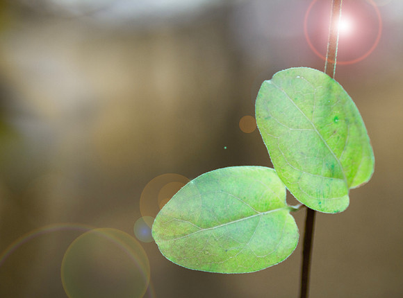 Two green leaves background with lens flare, blurred copy space