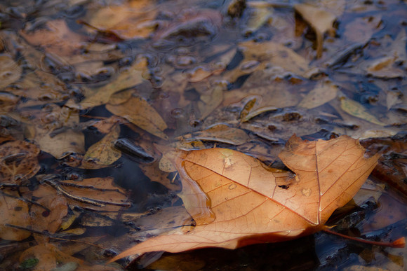 Golden autumn leaf in the water with fallen leaves