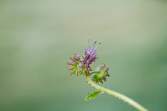 Purple Tansy Fiddleneck