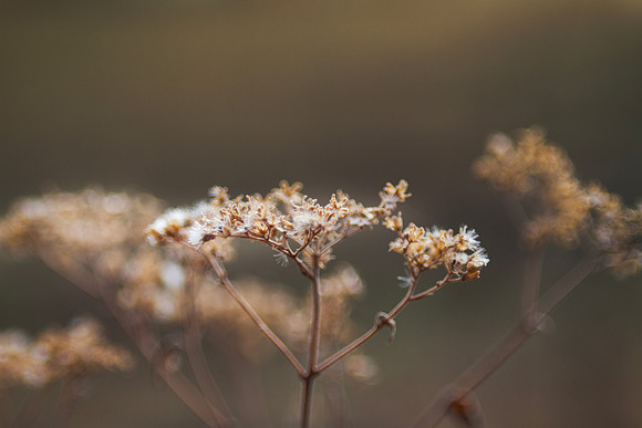Dried flowers in winter garden