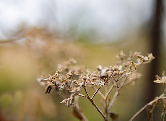Dried flowers in winter garden