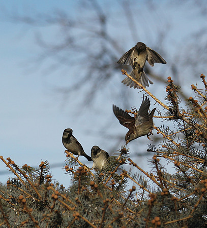 A bird in the bush...