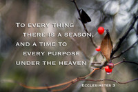 To every thing there is a season, and a time to every purpose un