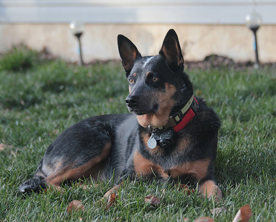 Blue heeler in the grass