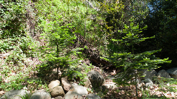 Redwood grove at Santa Barbara Botanical Garden