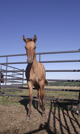 Double Diamond Ranch, Blair, Nebraska, Azteca and Andulasian Horses, breeder, breeders, colt, colts, foal, foals